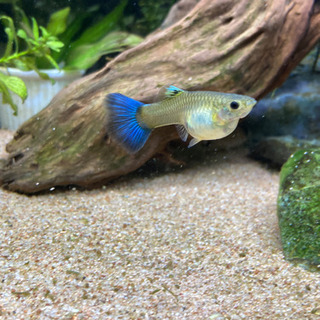 ［引取決定］国産グッピー 稚魚【シンガーブルーブルーテール】