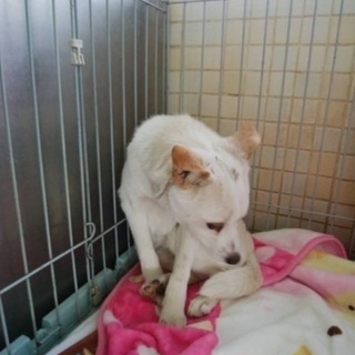 里親決定！有難うございました！　🆘保健所収容🐶まだ生後3〜4ヶ月位怖がりの僕は本当の家族を待っています【県外譲渡可】 - 大村市
