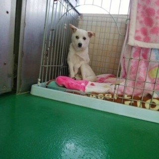 里親決定！有難うございました！　🆘保健所収容🐶まだ生後3〜4ヶ月位怖がりの僕は本当の家族を待っています【県外譲渡可】 − 長崎県