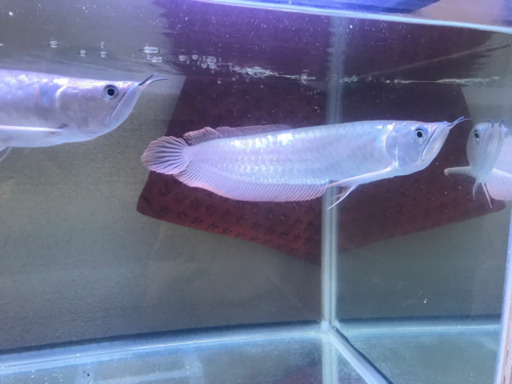 シルバーアロワナ