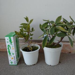 沈丁花 くちなし