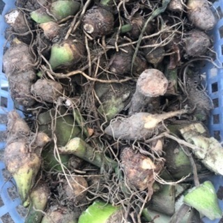 【お取引先確定】 2日前収穫の野菜差し上げます。の画像