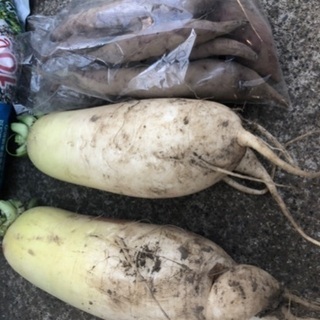 【お取引先確定】 2日前収穫の野菜差し上げます。