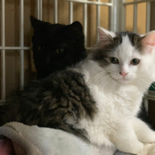 突然なついてきたメス猫ちゃんが子供を産んでいて急遽保護しました　...