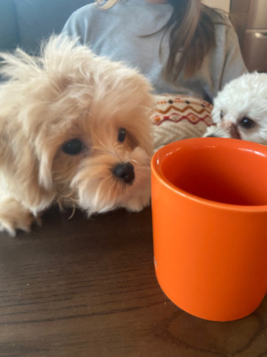 ダイニングテーブル スミシアインテリア