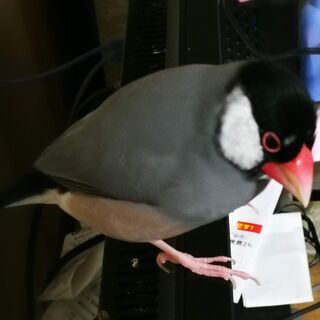 文鳥（桜文鳥）を探しています
