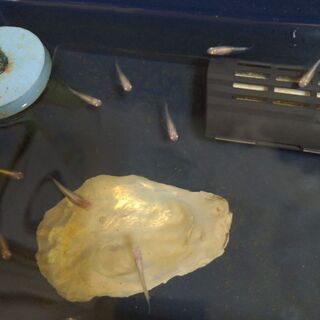 タイリクミジンコ大絶賛販売中!!リピーター多数(^^)約3000匹を1000円の画像