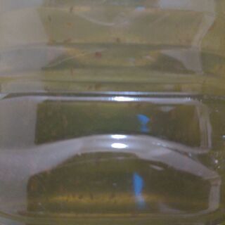 タイリクミジンコ大絶賛販売中!!リピーター多数(^^)約3000匹を1000円の画像