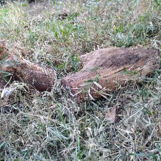 薪　木　欲しい方　の画像