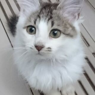 里親候補の方と交渉中です。長毛の子猫 オス 3ヶ月位