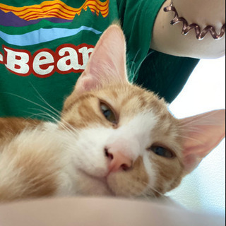 親里募集します😭 - 猫