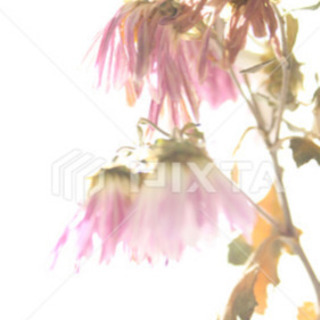 いらなくなった萎れかけの花束や枝など…