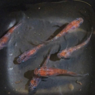 三色ラメメダカの画像