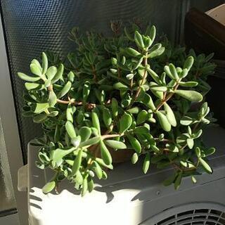 多肉植物　鉢植え