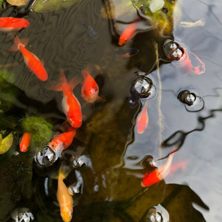 金魚の画像