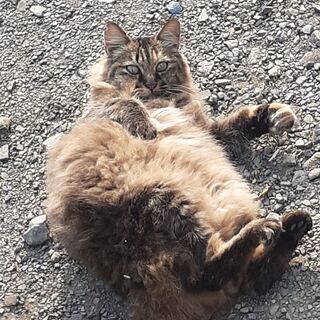 優しい飼い主募集中
