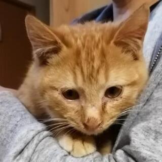 子猫４ヶ月甘えん坊な男の子　現在、里親第一候補様とお話を進めています - 田原市