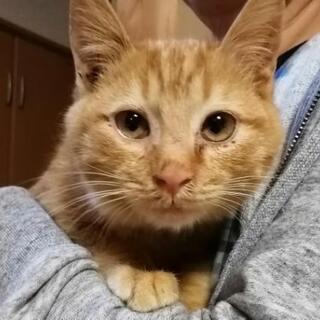 子猫４ヶ月甘えん坊な男の子　現在、里親第一候補様とお話を進めています
