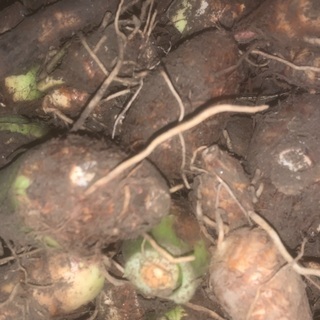 たけのこ芋　里芋の仲間です。先着3名限り。2人お取引完了