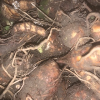 たけのこ芋　里芋の仲間です。先着3名限り。2人お取引完了の画像