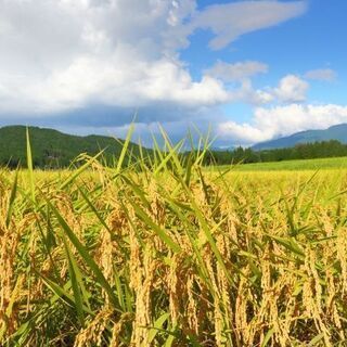 ＼北海道まで旅費支給／北海道の広大な牧場で牛さんとオシゴト！人混みを避けて短期就農しませんか？【日払いO☆寮費実質無料！】 (502517734)の画像
