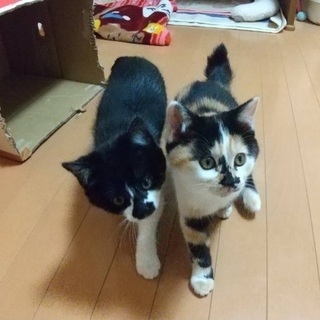 ハチワレ　子猫　里親募集してます！