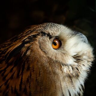 鳥好きさん、ふくろうカフェに行こう