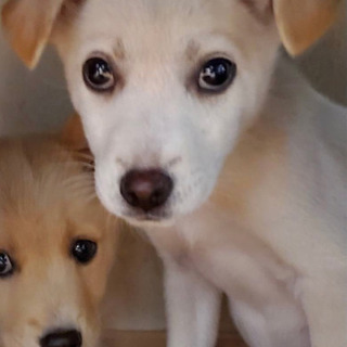 生後約2ヶ月半の雑種の女の子🐶🐶