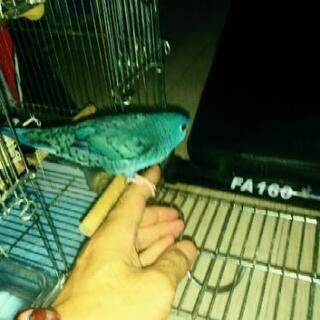 迷いインコ