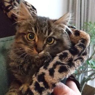 生後2~3ヶ月位長毛の子猫(問い合わせは12/30迄で締切にした...