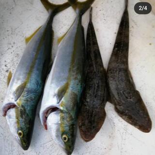 オフショア（船釣）釣り仲間募集 - 名古屋市