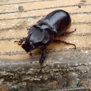 🌳サイカブトムシ🌳(台湾カブトムシ)🌳