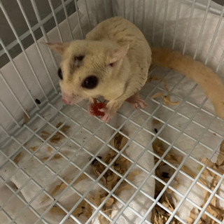 フクロウモモンガ