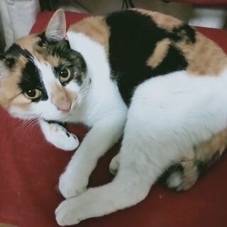①甘え上手で綺麗な三毛猫😻たまめちゃん