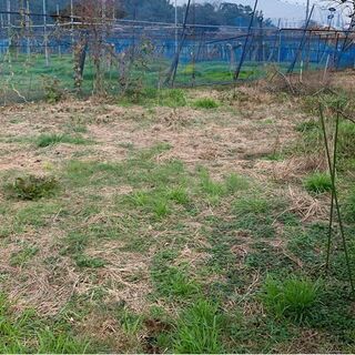 家庭菜園用の土地を格安でお売りします