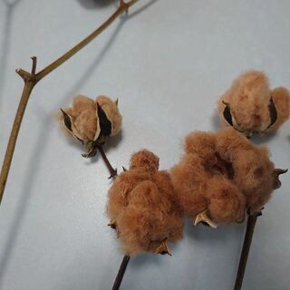 茶綿　コットンボール　枝付き12本の画像