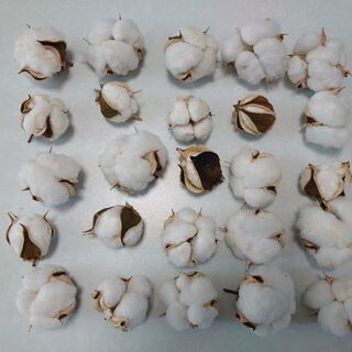 綿花　わた　コットンボール　25個の画像