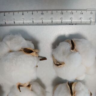 綿花　わた　コットンボール　25個の画像