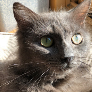 【お見合い決定】推定2歳　大人しいシルバー美人猫
