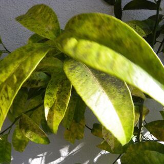 ゴールドオレンジの鉢植えの画像