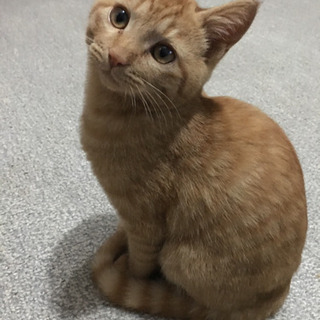 やんちゃな甘えん坊💕茶トラの子猫♂