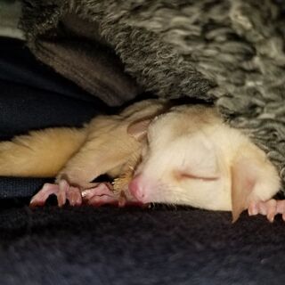 モモンガを飼っている人