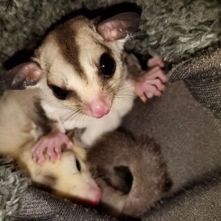 モモンガを飼っている人 - 広島市