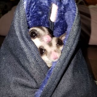 モモンガを飼っている人 - チャット