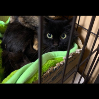 黒猫長毛 オス
