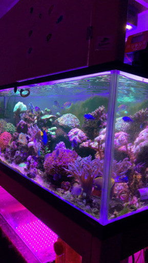 120ガラス水槽、リフジウムセット