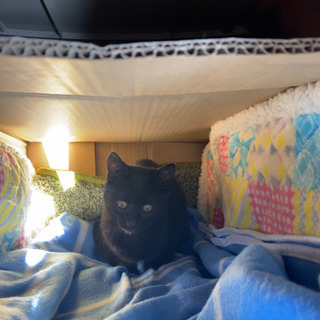 9月中頃生まれの黒猫