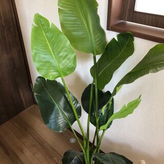 葉植物　フェイクグリーン　ニトリ