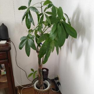 【無料】観葉植物　パキラ　差し上げます
