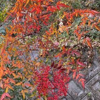 お正月飾り（南天・水仙・千両）